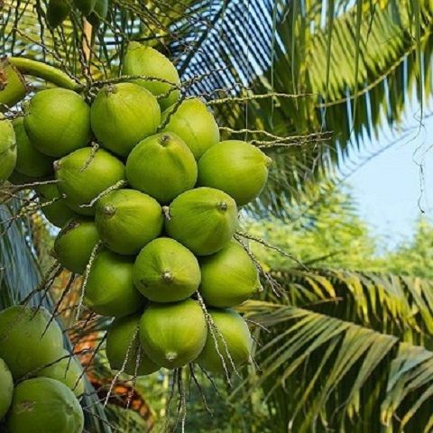 What are the effects of drinking fresh coconut regularly? Some notes to remember