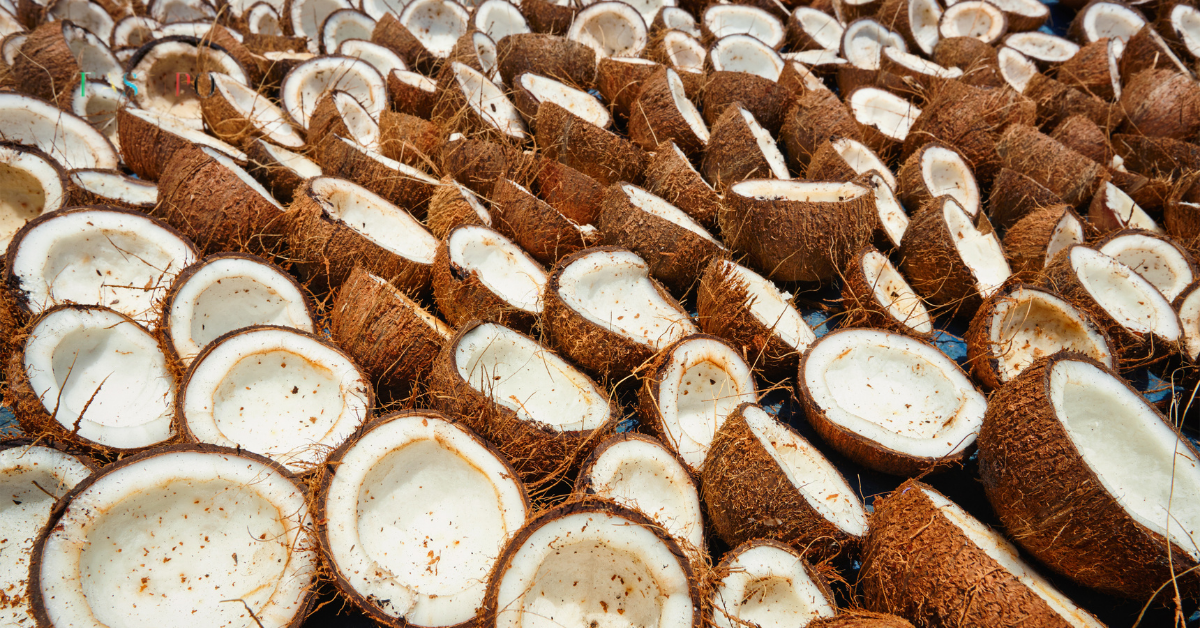 dried coconut supplier in vietnam