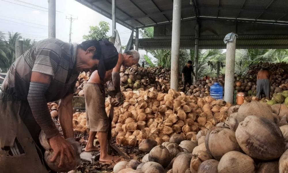 Cập nhật tình hình giá dừa khô hôm nay