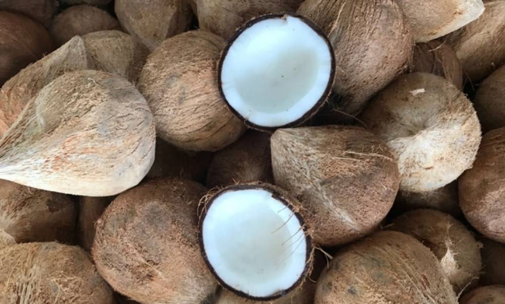 Quy mô tăng trưởng kèm với đó là giá dừa