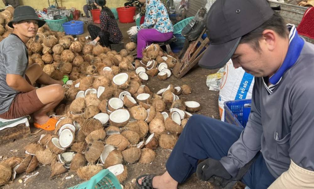 Những yếu tố đang làm ảnh hưởng đến gia dừa