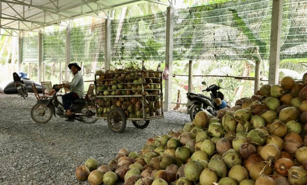 Thị trường dừa năm 2024 vừa qua