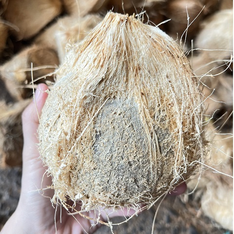 fasmpo-dried coconut